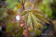 - Acer platanoides 'Plum DenCity' Norway Maple - Mr Maple │ Buy Japanese Maple Trees