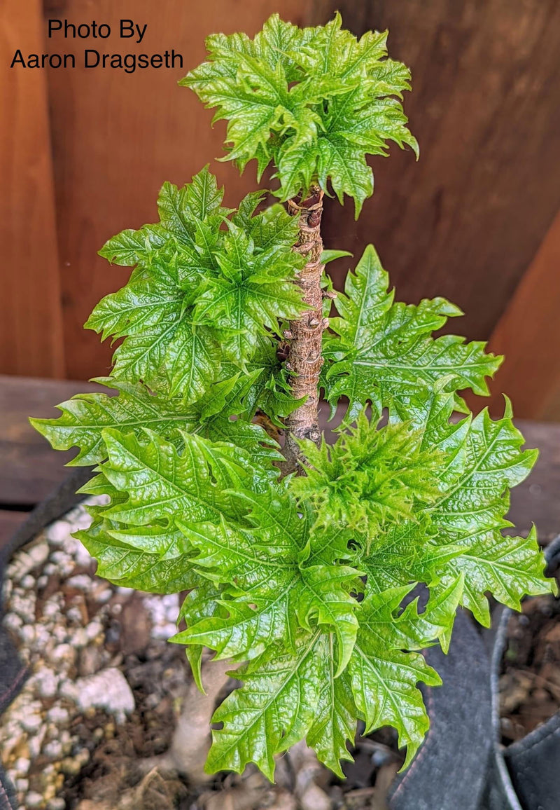 Acer platanoides 'Rezek' Columnar Norway Maple