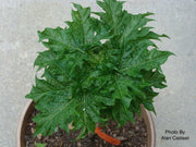 - Acer platanoides 'Rezek' Columnar Norway Maple - Mr Maple │ Buy Japanese Maple Trees