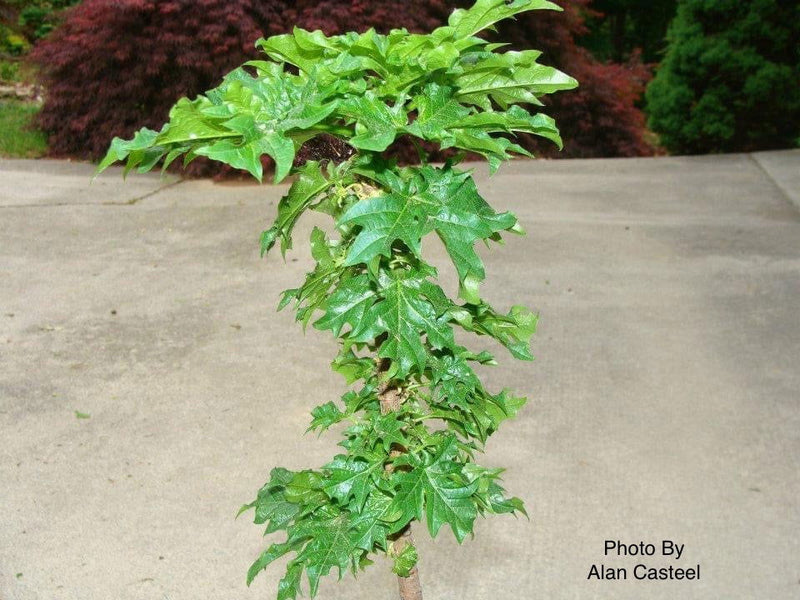 - Acer platanoides 'Rezek' Columnar Norway Maple - Mr Maple │ Buy Japanese Maple Trees