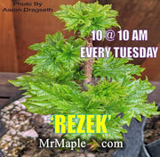 - Acer platanoides 'Rezek' Columnar Norway Maple - Mr Maple │ Buy Japanese Maple Trees
