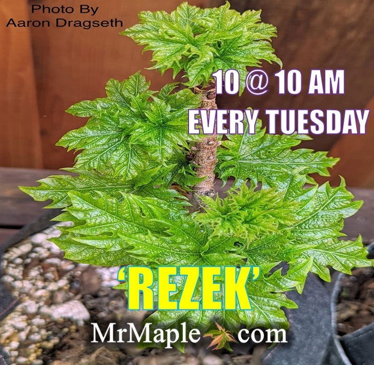 - Acer platanoides 'Rezek' Columnar Norway Maple - Mr Maple │ Buy Japanese Maple Trees