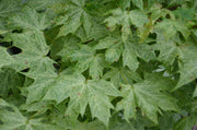 - Acer platanoides 'Walderseei' Variegated Norway Maple - Mr Maple │ Buy Japanese Maple Trees