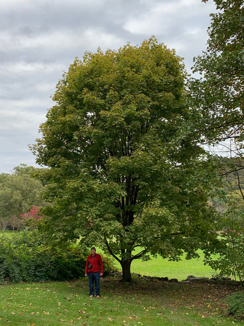 - Acer platanoides 'Walderseei' Variegated Norway Maple - Mr Maple │ Buy Japanese Maple Trees