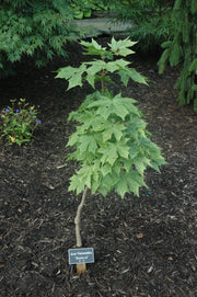 - Acer platanoides 'Walderseei' Variegated Norway Maple - Mr Maple │ Buy Japanese Maple Trees