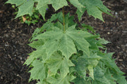 - Acer platanoides 'Walderseei' Variegated Norway Maple - Mr Maple │ Buy Japanese Maple Trees