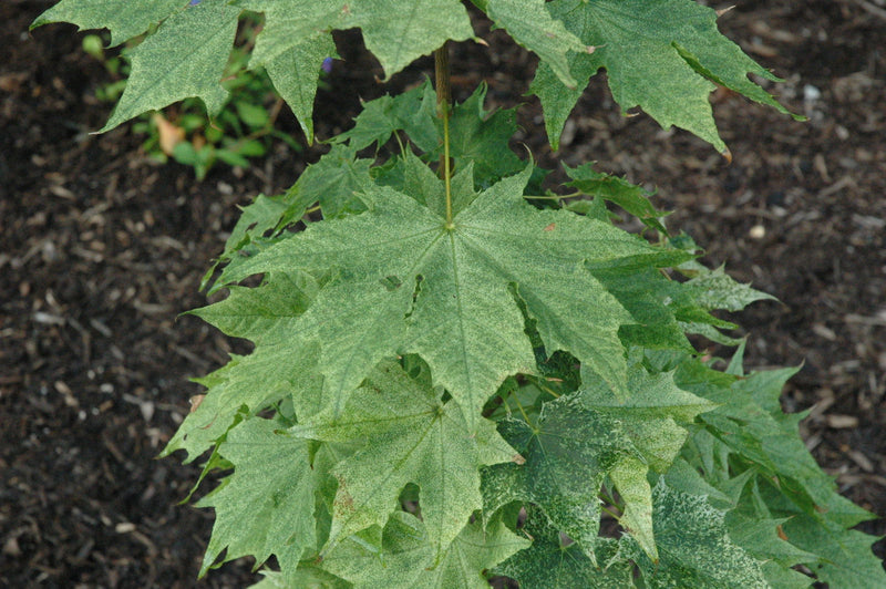 - Acer platanoides 'Walderseei' Variegated Norway Maple - Mr Maple │ Buy Japanese Maple Trees