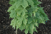 - Acer platanoides 'Walderseei' Variegated Norway Maple - Mr Maple │ Buy Japanese Maple Trees