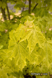 - Acer platanoides 'Walderseei' Variegated Norway Maple - Mr Maple │ Buy Japanese Maple Trees