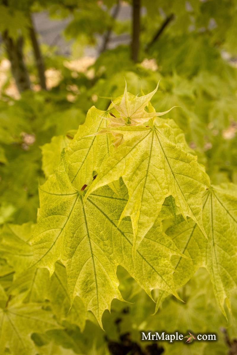 - Acer platanoides 'Walderseei' Variegated Norway Maple - Mr Maple │ Buy Japanese Maple Trees