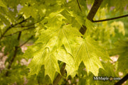 - Acer platanoides 'Walderseei' Variegated Norway Maple - Mr Maple │ Buy Japanese Maple Trees