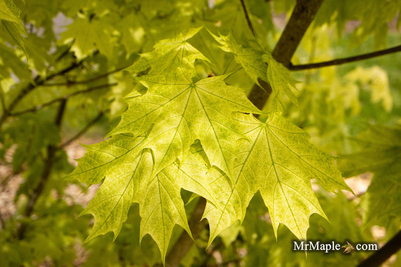 - Acer platanoides 'Walderseei' Variegated Norway Maple - Mr Maple │ Buy Japanese Maple Trees