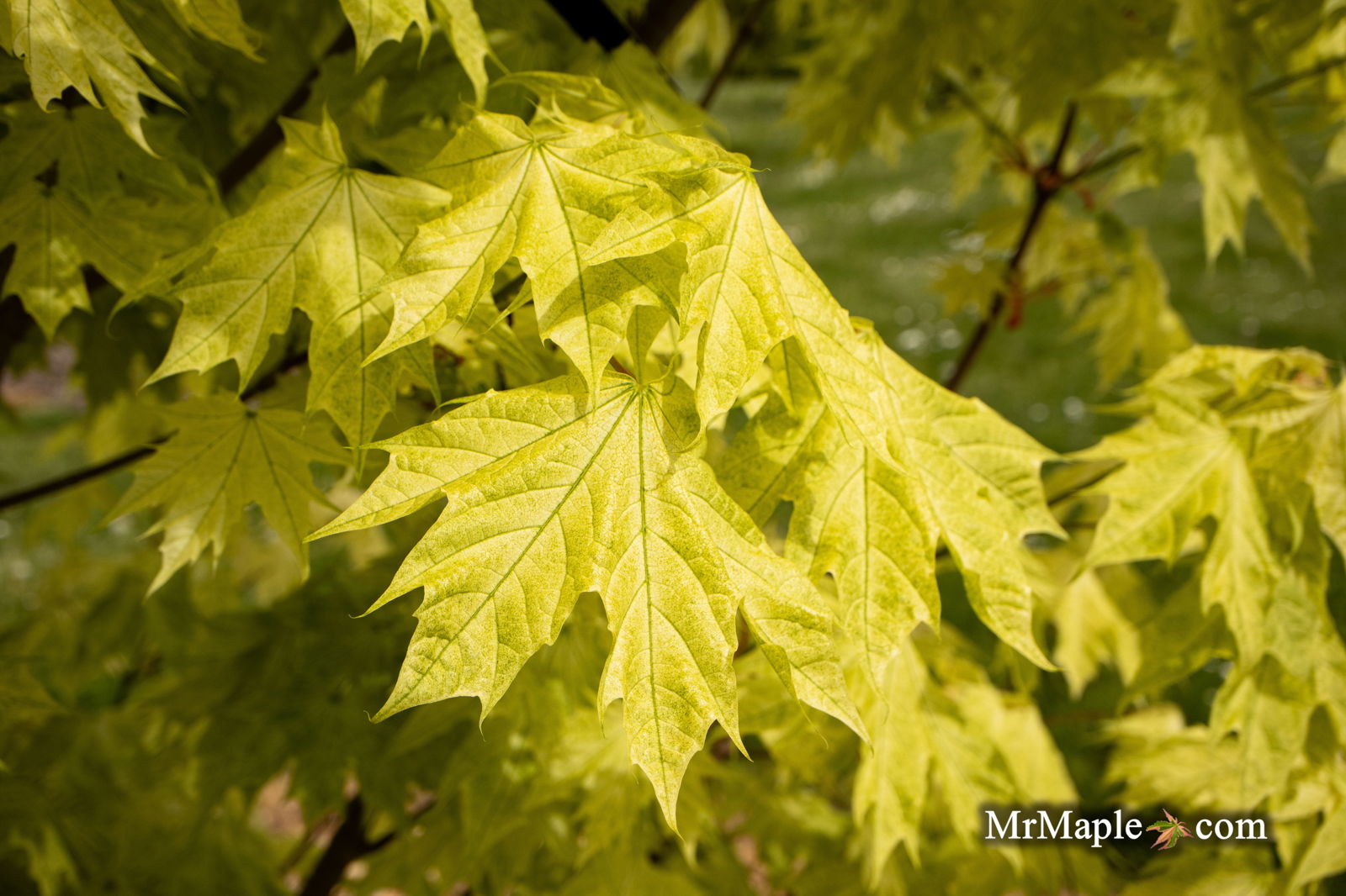 Buy Acer platanoides 'Walderseei' Variegated Norway Maple — Mr