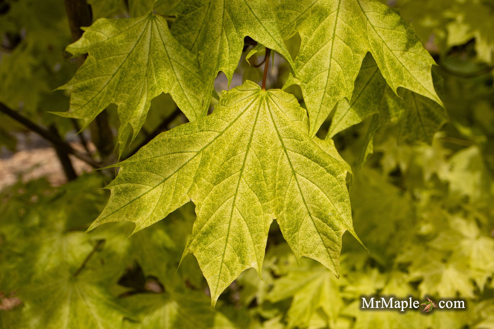 Buy Acer platanoides 'Walderseei' Variegated Norway Maple Buy Acer platanoides 'Walderseei' Variegated Norway Maple