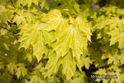 - Acer platanoides 'Walderseei' Variegated Norway Maple - Mr Maple │ Buy Japanese Maple Trees