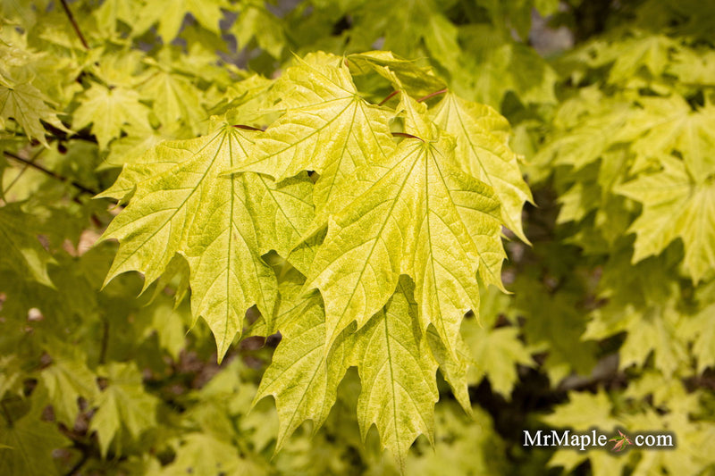 - Acer platanoides 'Walderseei' Variegated Norway Maple - Mr Maple │ Buy Japanese Maple Trees