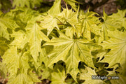 - Acer platanoides 'Walderseei' Variegated Norway Maple - Mr Maple │ Buy Japanese Maple Trees
