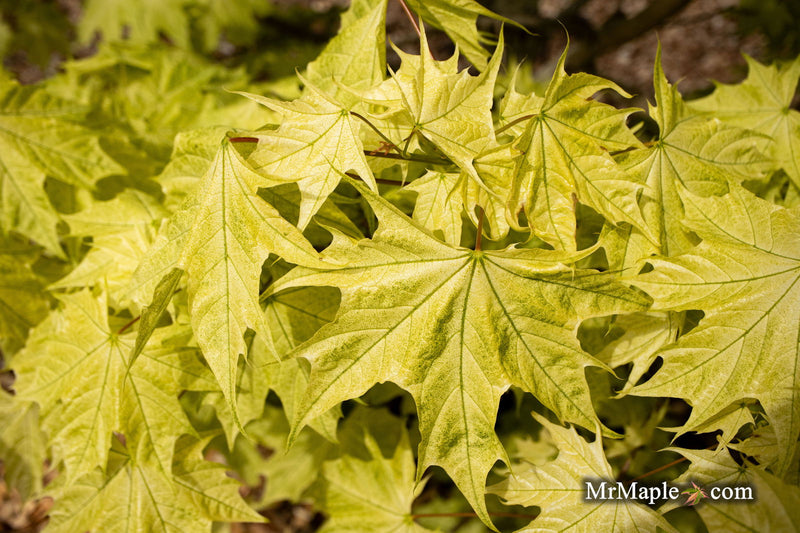 - Acer platanoides 'Walderseei' Variegated Norway Maple - Mr Maple │ Buy Japanese Maple Trees