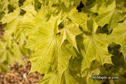 - Acer platanoides 'Walderseei' Variegated Norway Maple - Mr Maple │ Buy Japanese Maple Trees