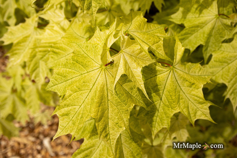 - Acer platanoides 'Walderseei' Variegated Norway Maple - Mr Maple │ Buy Japanese Maple Trees