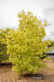 - Acer platanoides 'Walderseei' Variegated Norway Maple - Mr Maple │ Buy Japanese Maple Trees