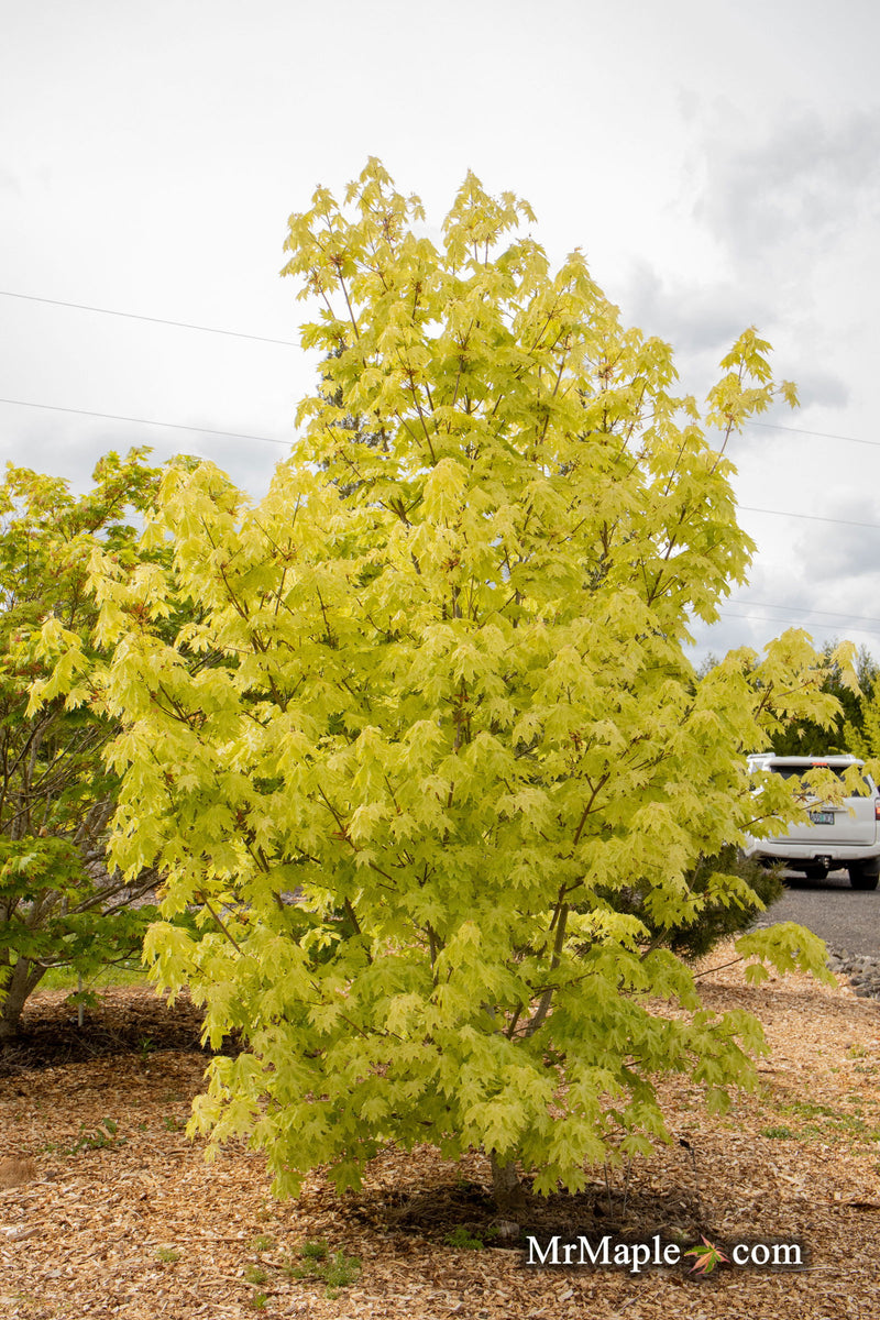 - Acer platanoides 'Walderseei' Variegated Norway Maple - Mr Maple │ Buy Japanese Maple Trees