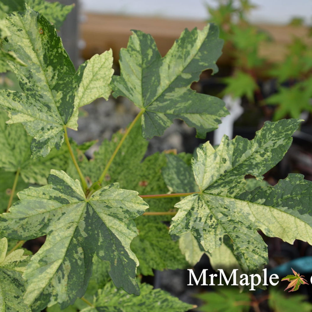 Acer pseudoplatanus 'Leopoldii' Rare Variegated Sycamore Maple