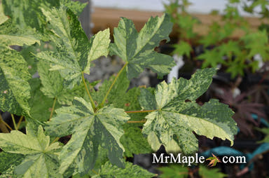 - Acer pseudoplatanus 'Leopoldii' Rare Variegated Sycamore Maple - Mr Maple │ Buy Japanese Maple Trees