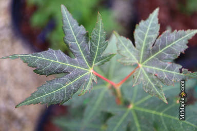 - Acer pseudosieboldianum 'Arctic Blaze' Rare Japanese Maple - Mr Maple │ Buy Japanese Maple Trees