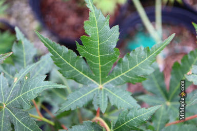 - Acer pseudosieboldianum 'Arctic Blaze' Rare Japanese Maple - Mr Maple │ Buy Japanese Maple Trees