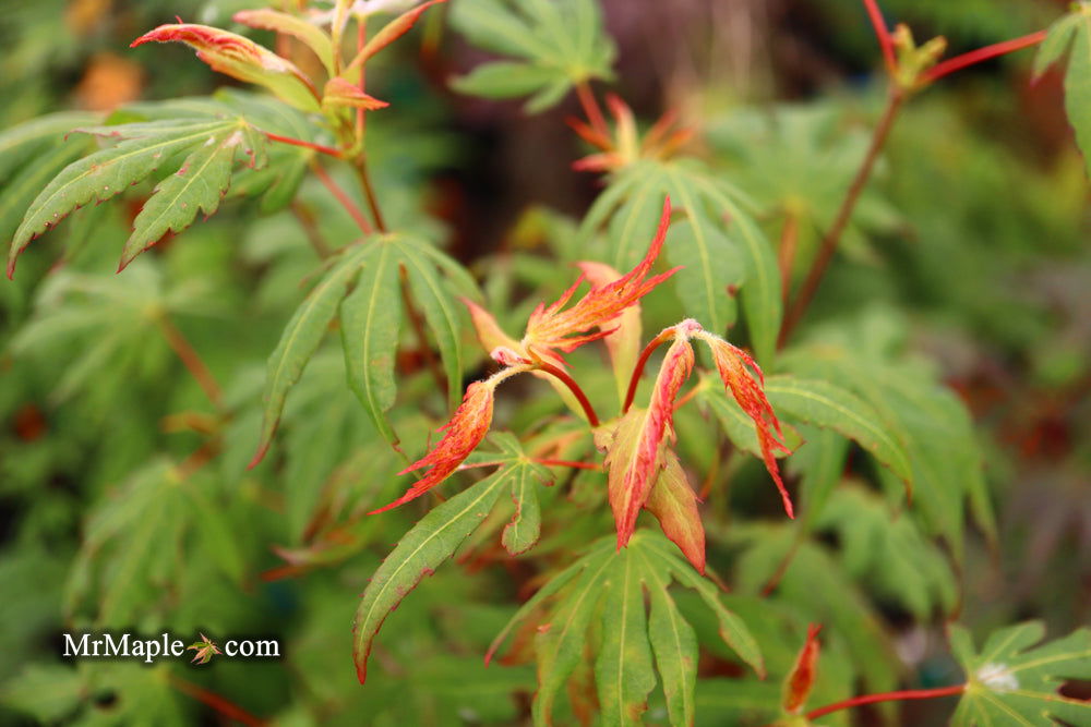Mr Maple Acer pseudosieboldianum - Thumbnail 2