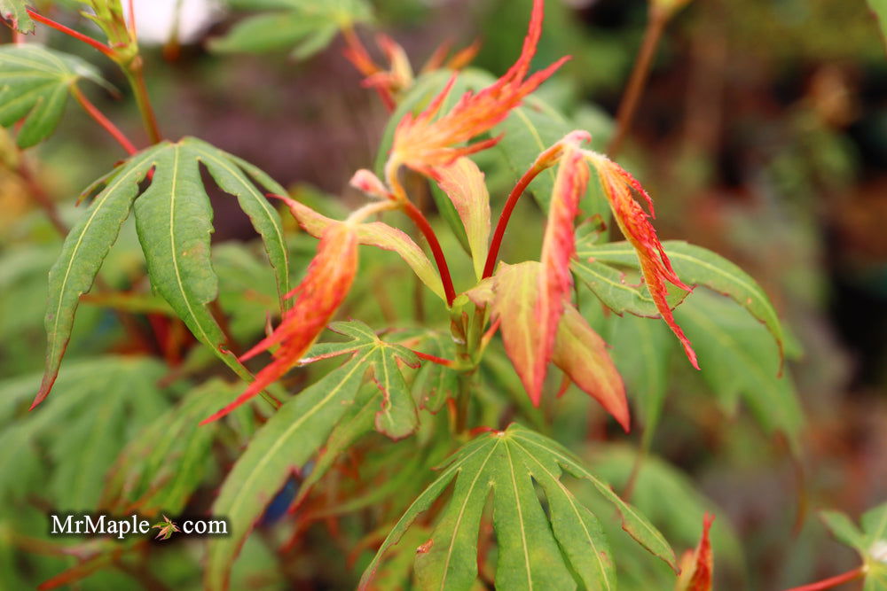Mr Maple Acer pseudosieboldianum
