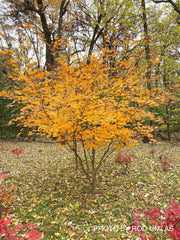 - Acer pseudosieboldianum 'Hasselkus' Rare Japanese Maple - Mr Maple │ Buy Japanese Maple Trees