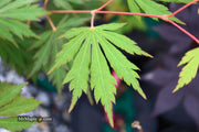 - Acer pseudosieboldianum 'Hasselkus' Rare Japanese Maple - Mr Maple │ Buy Japanese Maple Trees