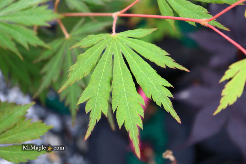 - Acer pseudosieboldianum 'Hasselkus' Rare Japanese Maple - Mr Maple │ Buy Japanese Maple Trees