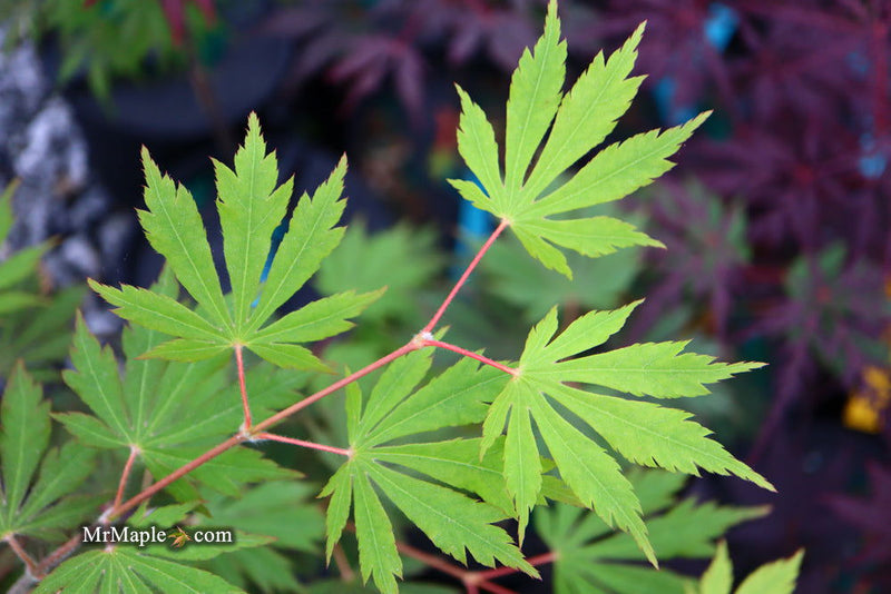- Acer pseudosieboldianum 'Hasselkus' Rare Japanese Maple - Mr Maple │ Buy Japanese Maple Trees