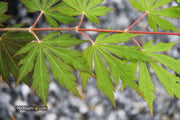 - Acer pseudosieboldianum 'Hasselkus' Rare Japanese Maple - Mr Maple │ Buy Japanese Maple Trees
