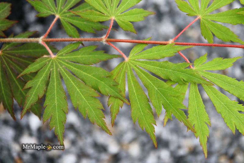 - Acer pseudosieboldianum 'Hasselkus' Rare Japanese Maple - Mr Maple │ Buy Japanese Maple Trees