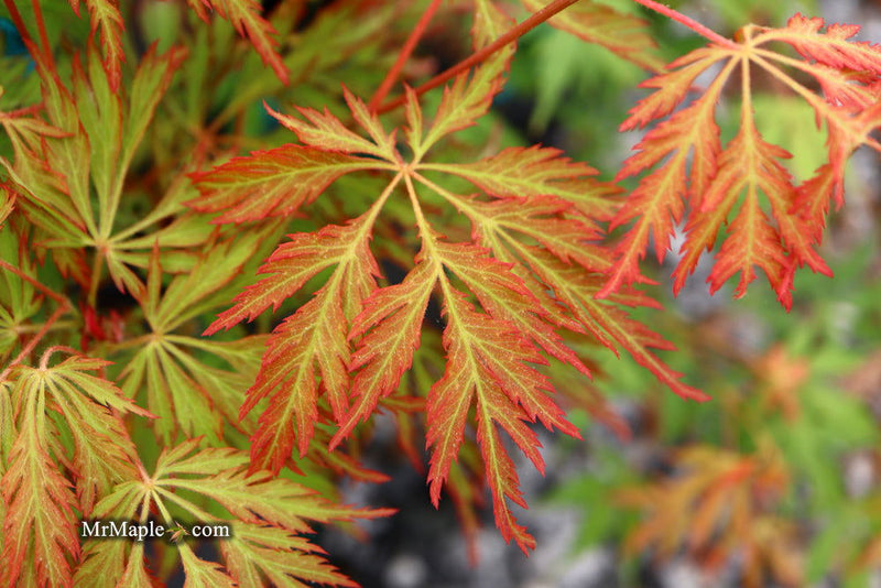 - Acer pseudosieboldianum 'ISLID' Japanese Maple - Mr Maple │ Buy Japanese Maple Trees