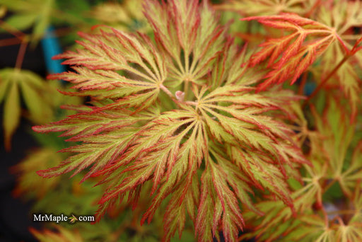 '- Acer pseudosieboldianum 'ISLID' Japanese Maple - Mr Maple │ Buy Japanese Maple Trees