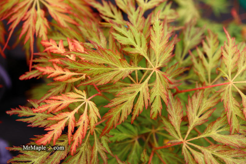 - Acer pseudosieboldianum 'ISLID' Japanese Maple - Mr Maple │ Buy Japanese Maple Trees