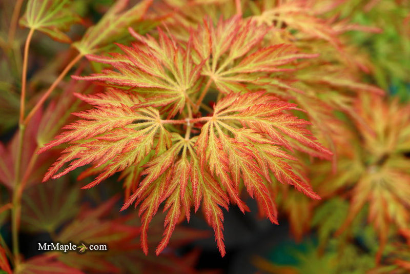- Acer pseudosieboldianum 'ISLID' Japanese Maple - Mr Maple │ Buy Japanese Maple Trees