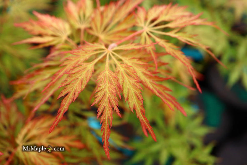 - Acer pseudosieboldianum 'ISLID' Japanese Maple - Mr Maple │ Buy Japanese Maple Trees