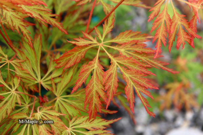 - Acer pseudosieboldianum 'ISLID' Japanese Maple - Mr Maple │ Buy Japanese Maple Trees