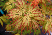 - Acer pseudosieboldianum 'ISLID' Japanese Maple - Mr Maple │ Buy Japanese Maple Trees