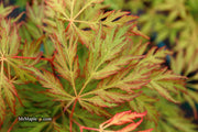 - Acer pseudosieboldianum 'ISLID' Japanese Maple - Mr Maple │ Buy Japanese Maple Trees
