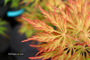 - Acer pseudosieboldianum 'ISLID' Japanese Maple - Mr Maple │ Buy Japanese Maple Trees