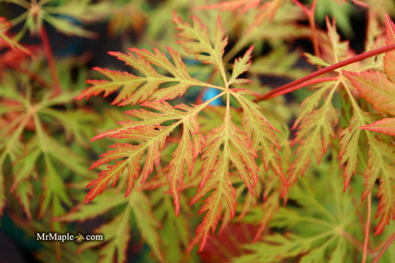 - Acer pseudosieboldianum 'ISLID' Japanese Maple - Mr Maple │ Buy Japanese Maple Trees