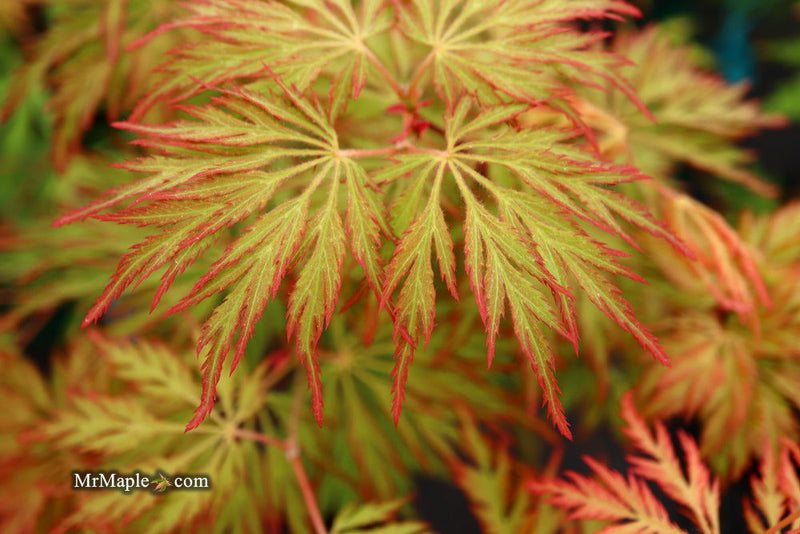 - Acer pseudosieboldianum 'ISLID' Japanese Maple - Mr Maple │ Buy Japanese Maple Trees