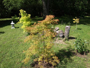 - Acer pseudosieboldianum 'ISLID' Japanese Maple - Mr Maple │ Buy Japanese Maple Trees